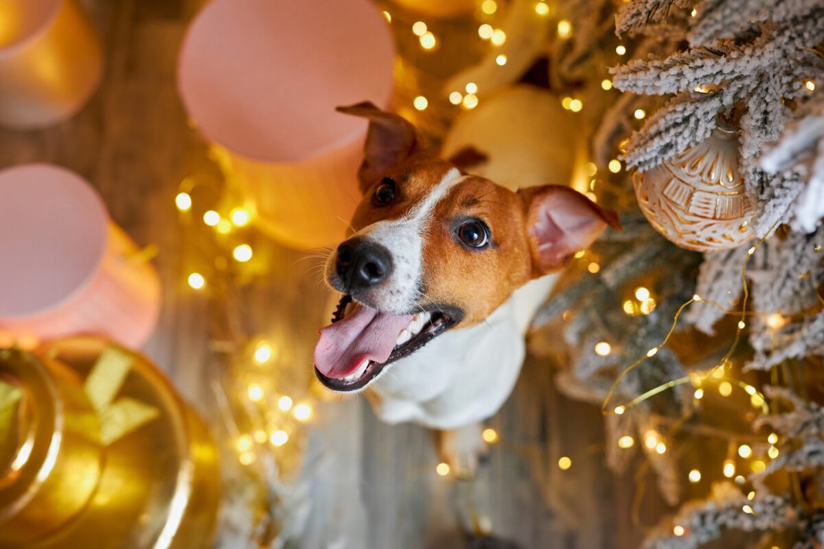 Karácsonyi ételek, amiket kutyáknak soha nem szabad adni