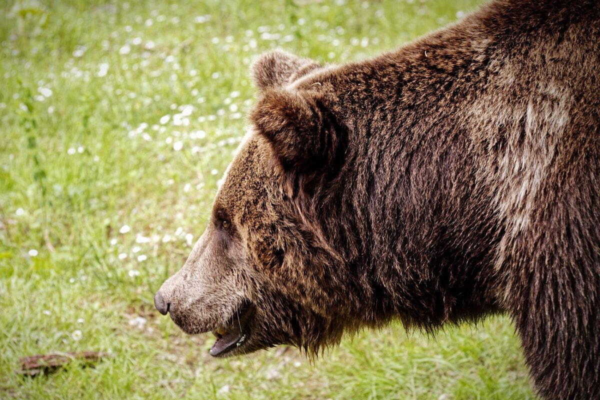 Megtámadott és az erdőbe vonszolt egy 26 éves férfit a medve