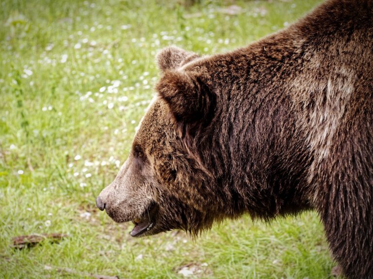 Megtámadott és az erdőbe vonszolt egy 26 éves férfit a medve