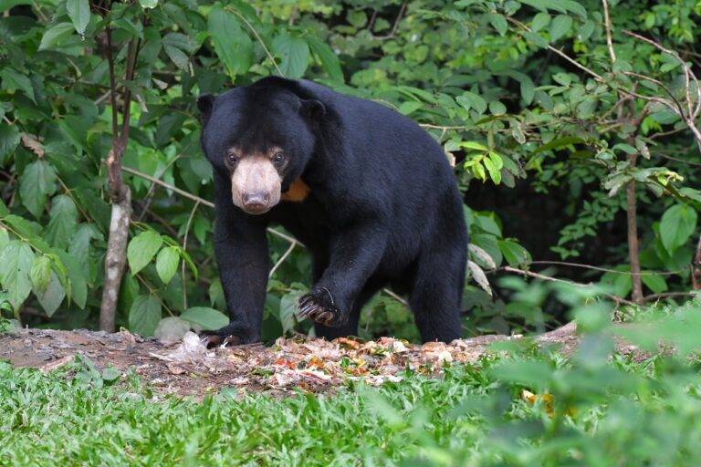 Saját gondozójára támadt egy medve, drámai helyzet alakult ki a látogatók előtt