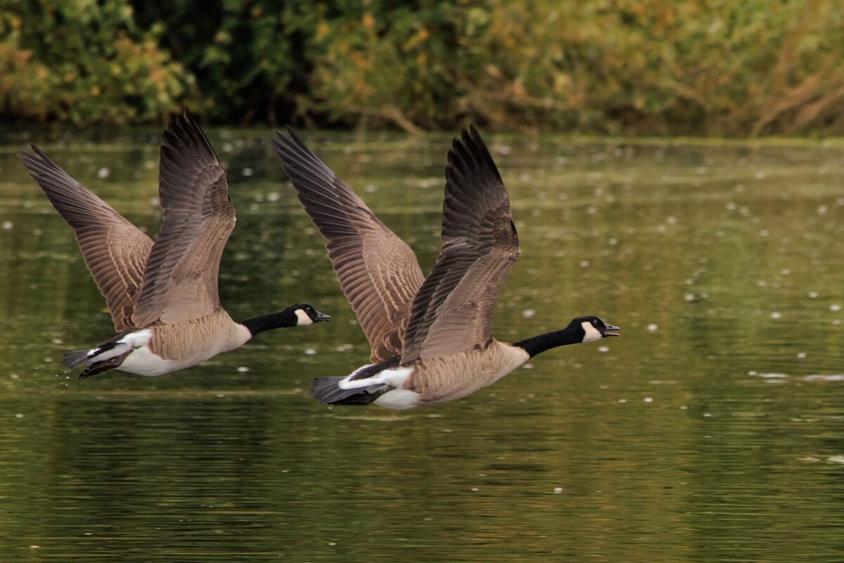 Ludak támadtak egy 72 éves nyugdíjasra – eltört a medencéje és belső vérzése lett