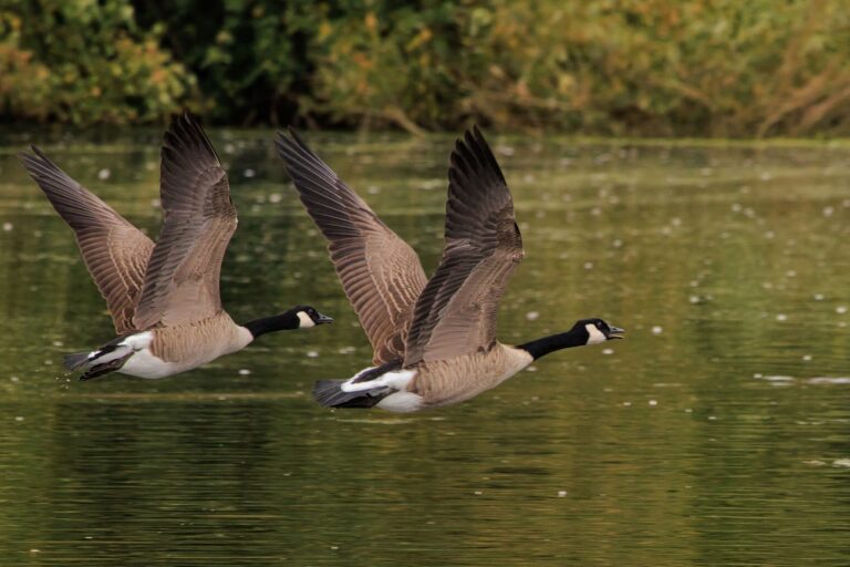 Ludak támadtak egy 72 éves nyugdíjasra – eltört a medencéje és belső vérzése lett