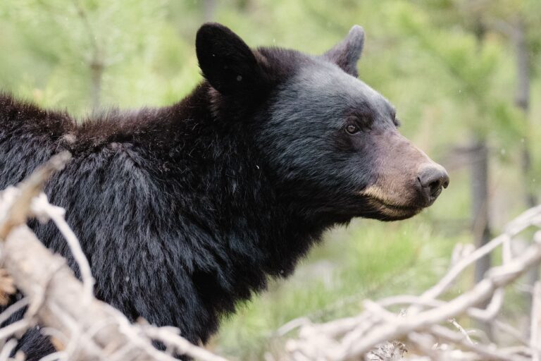 Elkezdte paskolgatni a belvárosba tévedt medve hatát, aminek majdnem csúnya vége lett