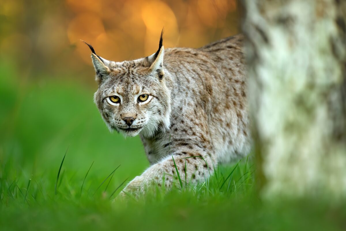 Szürreális események egy börtönnél – egy vadállat próbált bejutni az intézménybe
