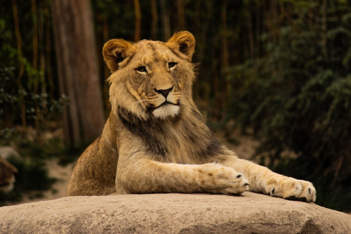 Oroszlántámadásban meghalt egy 19 éves fiatal az állatkertben – átmászott a falon az állathoz