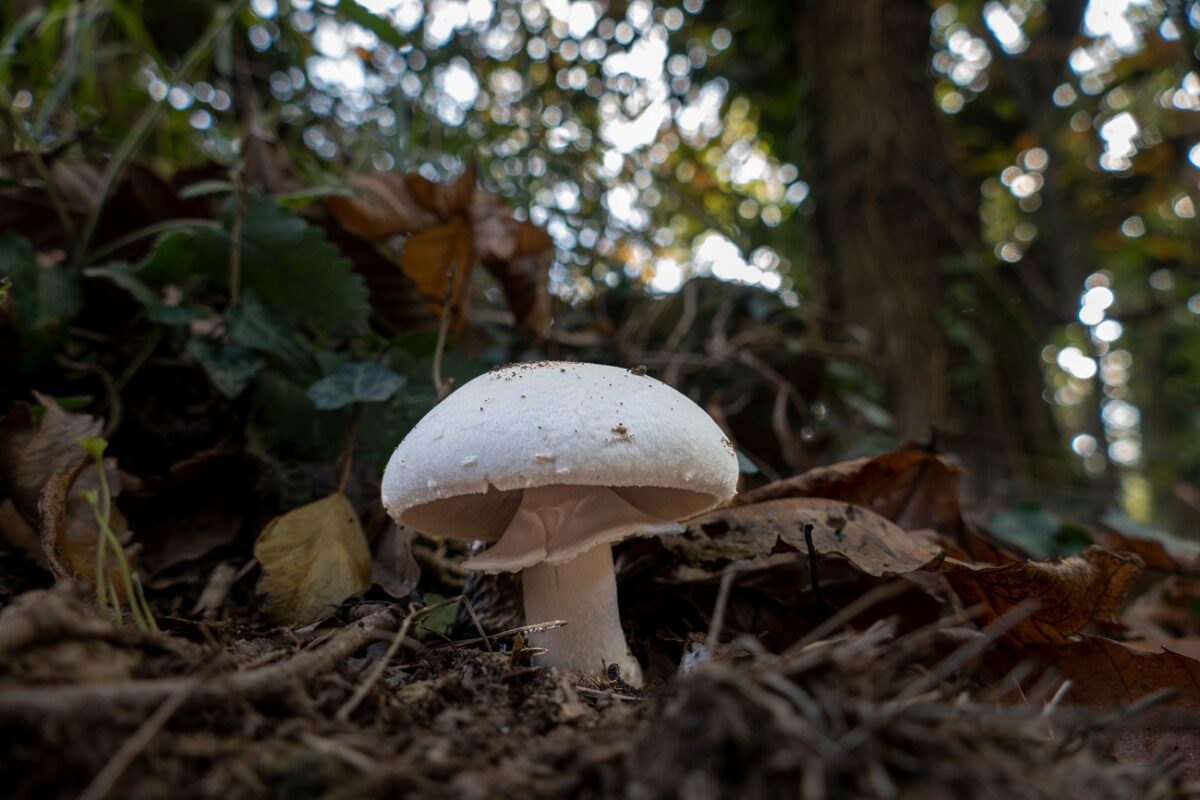 Tömeges gombamérgezés – 21 ember került kórházba, már halálos áldozat is van