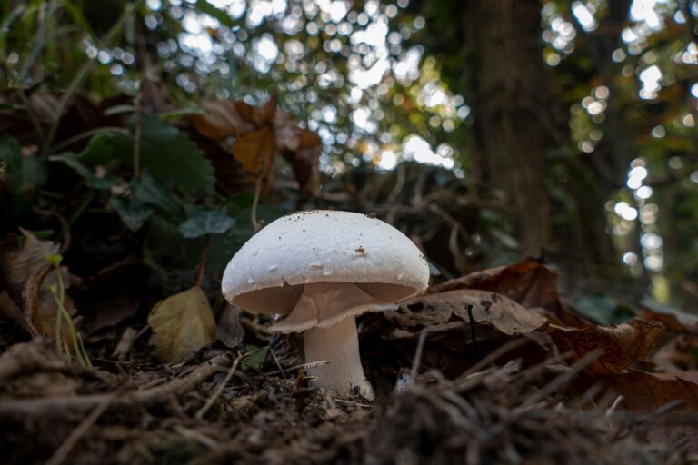 Tömeges gombamérgezés – 21 ember került kórházba, már halálos áldozat is van