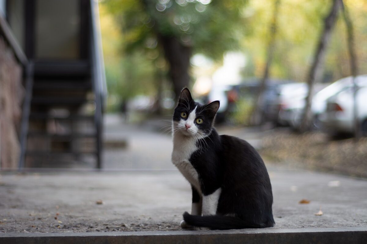 A macska, aki 5 hónapot élt túl egyedül a Sziklás-hegységben