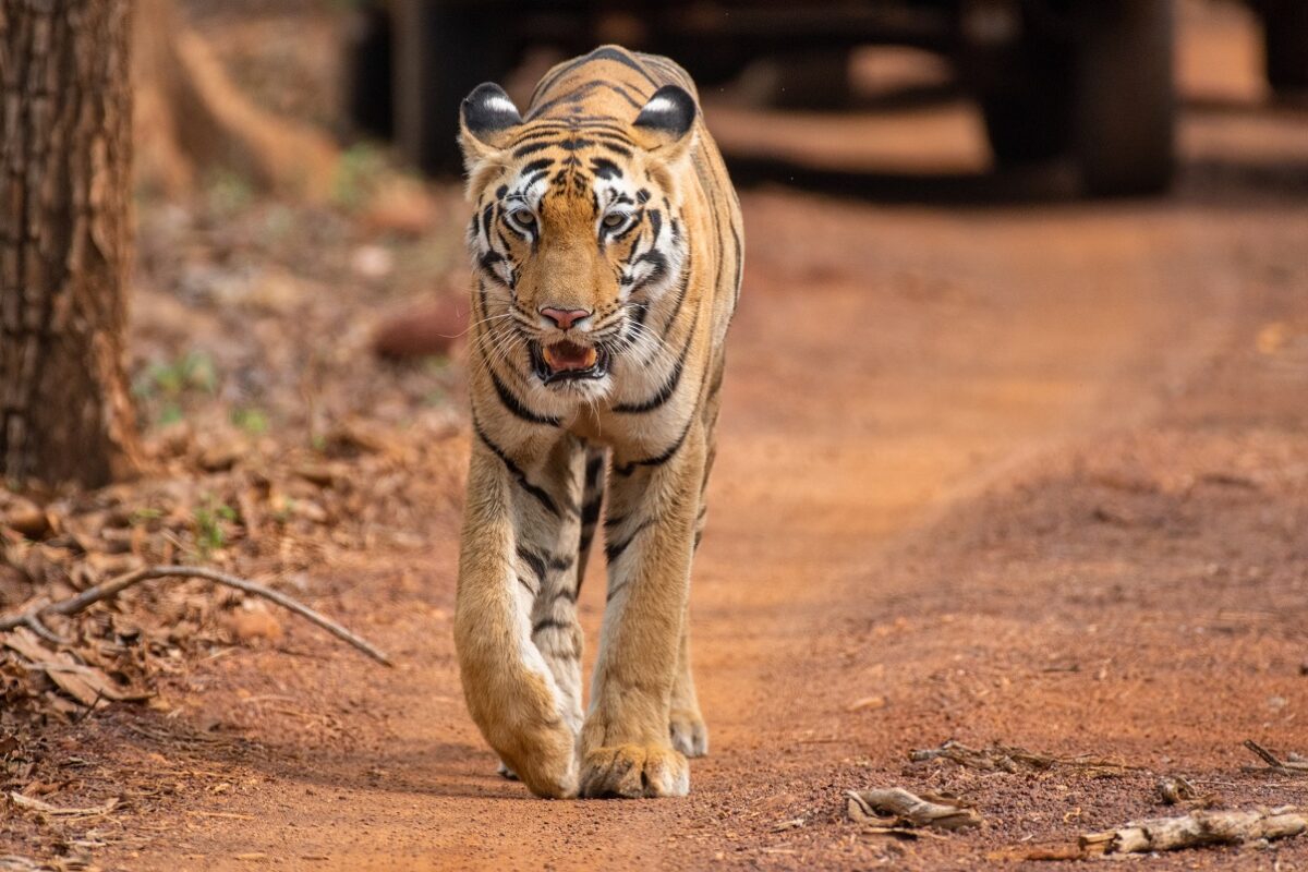 Halálos tigristámadás történt, egy nő az áldozat
