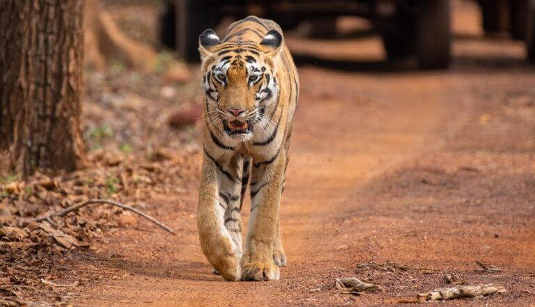 Halálos tigristámadás történt, egy nő az áldozat