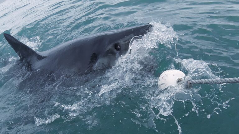 Váratlan véget ért egy cápatámadás – megjött a nagy fehér cápa