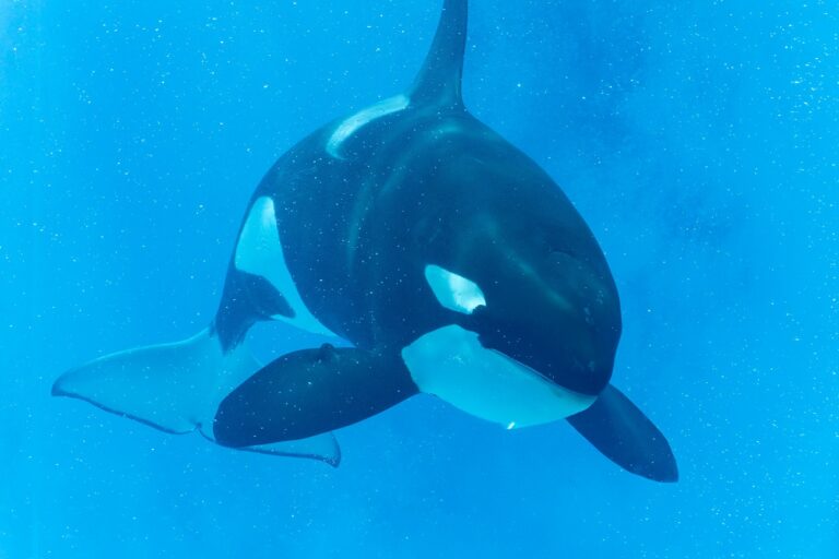 Meghalt a világ legmagányosabb kardszárnyú delfinje – 33 év fogság után távozott