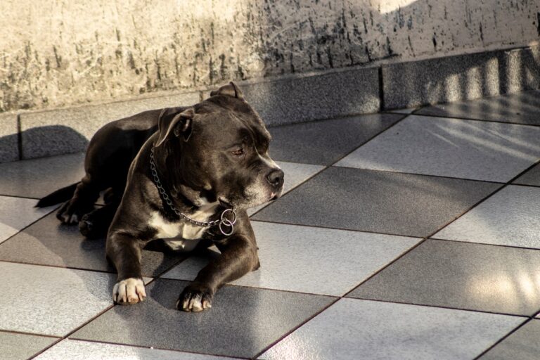 7 év várakozás után végre otthonra lelt a menhelyi, 9 éves pitbull‑keverék