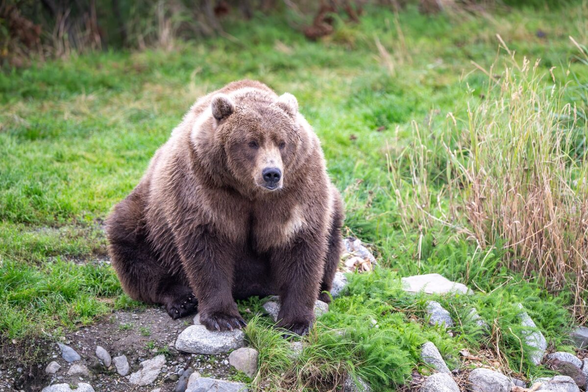 Hatalmas medve költözött egy 63 éves férfi házának aljába, amit sokáig észre sem vett
