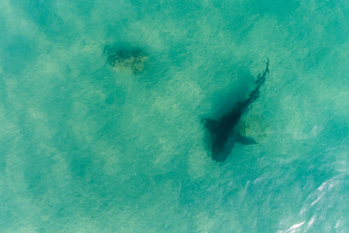 Cápatámadás ért egy szörföst, aki ennek ellenére nemet mondott a mentősöknek