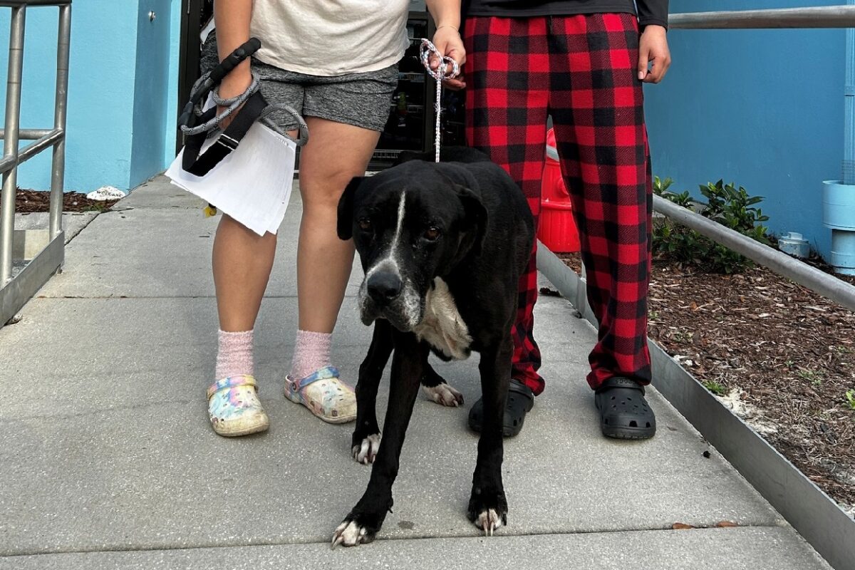 Csodák márpedig léteznek – 5 év után került elő az eltűnt 13 éves kutya