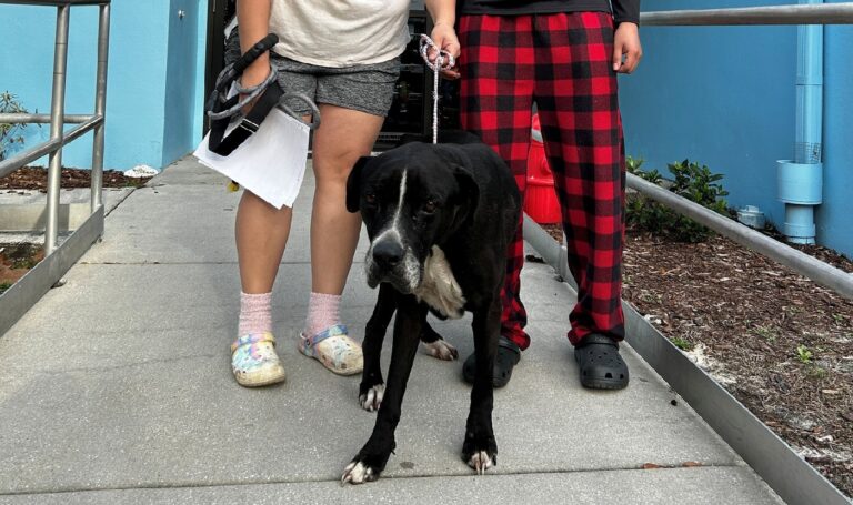 Csodák márpedig léteznek – 5 év után került elő az eltűnt 13 éves kutya