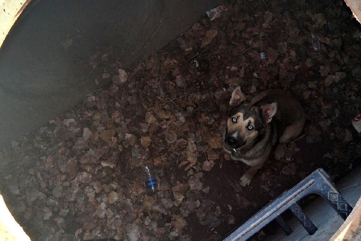 Reszkető kutyát mentettek ki egy csatornából