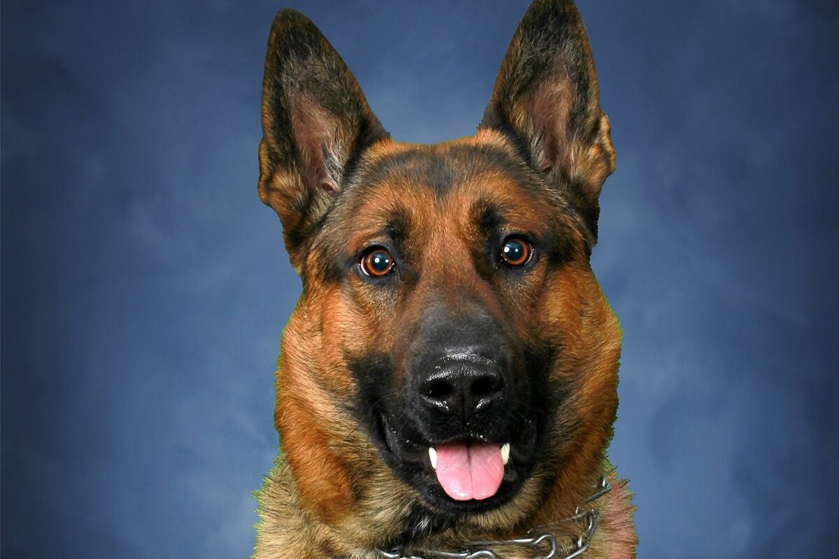 Gyászolnak a rendőrök – elhunyt a legendás nyomkövető kutya