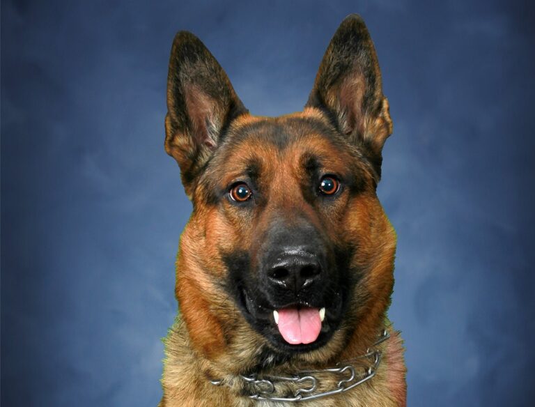 Gyászolnak a rendőrök – elhunyt a legendás nyomkövető kutya