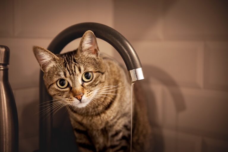 Majdnem az egész lakást felgyújtotta egy macska