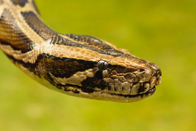 91 kilós óriáskígyóval küzdött meg egy pitonvadász és családja