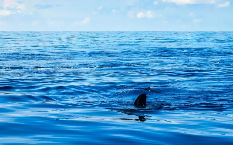 Egy bizarr mélytengeri szörnyeteget sodort partra a víz