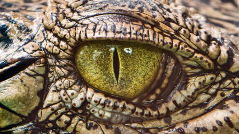 Reggeli úszás közben támadt rá a krokodil