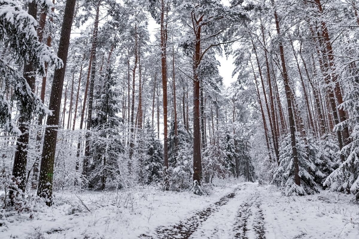 Szakadt sátorban találtak rá egy férfira a dermesztő hidegben Miskolcon erdős területén