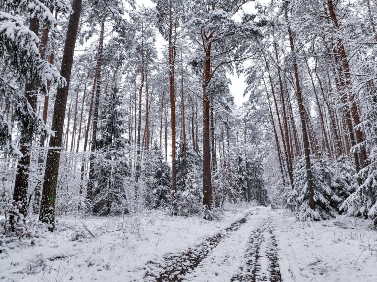 Szakadt sátorban találtak rá egy férfira a dermesztő hidegben Miskolcon erdős területén