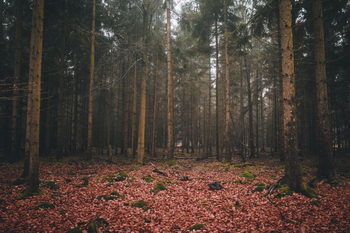 Hőkamera találta meg az erdőben eltűnt idős nyugdíjast – kevésen múlt a tragédia