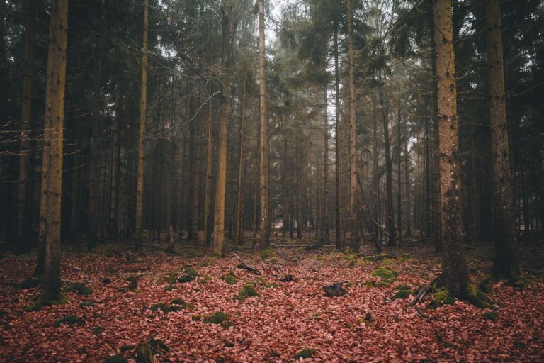 Hőkamera találta meg az erdőben eltűnt idős nyugdíjast – kevésen múlt a tragédia