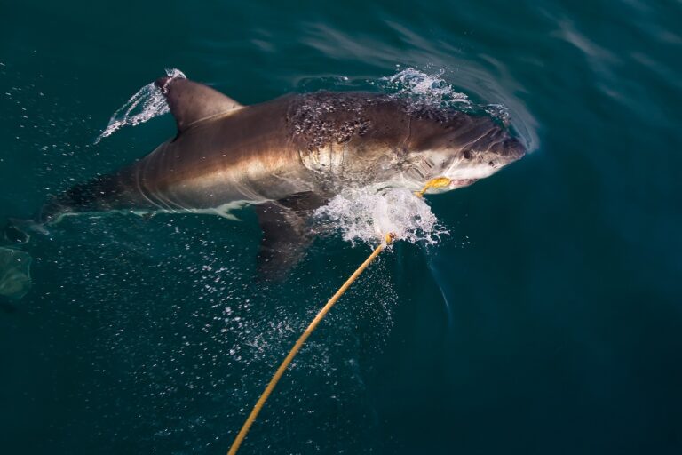 48 órán belül négy cápatámadás is történt