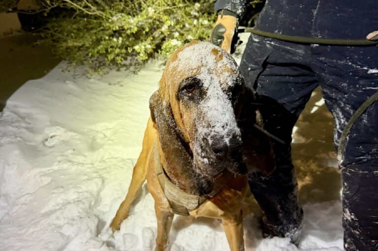 Életveszélyes hidegben tűnt el a 13 éves fiú – egy rendőrkutya talált rá