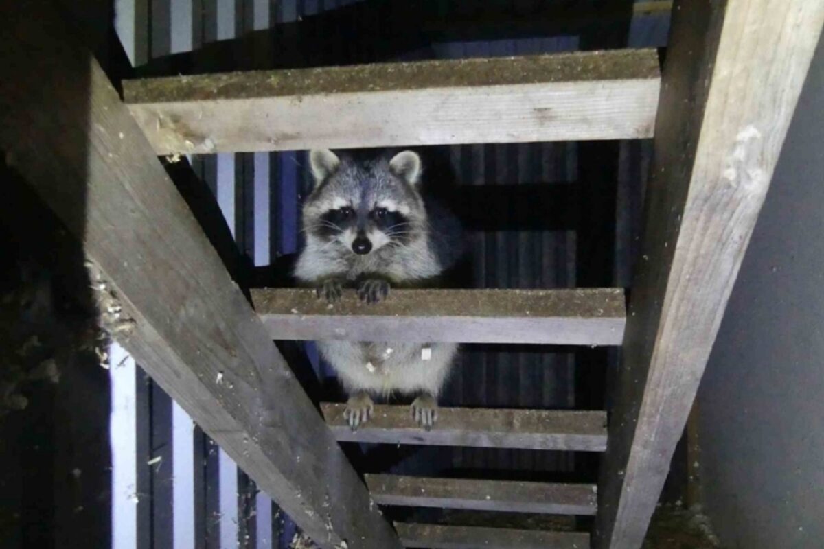 Egészen abszurd helyzettel találkoztak a rendőrök – itt a közlemény a szürreális ügyről