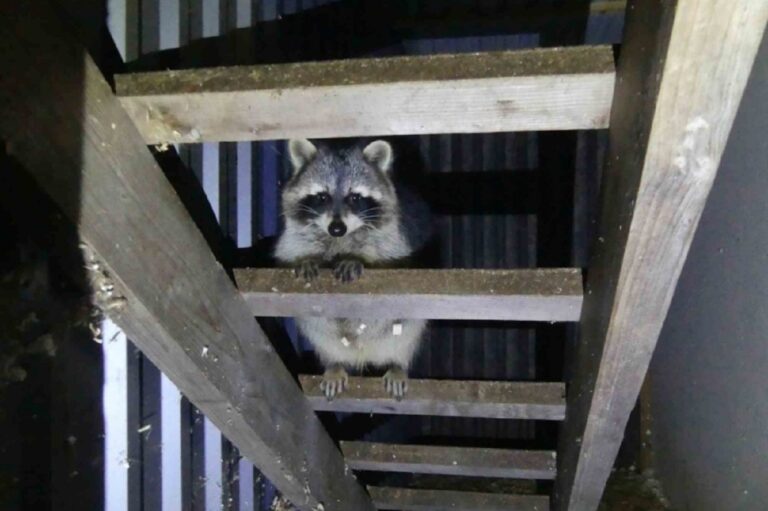 Egészen abszurd helyzettel találkoztak a rendőrök – itt a közlemény a szürreális ügyről