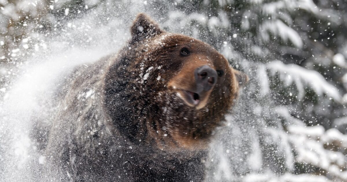 Ordibálás és szürreális jelenet a sípályán, amit videóra vettek Kép