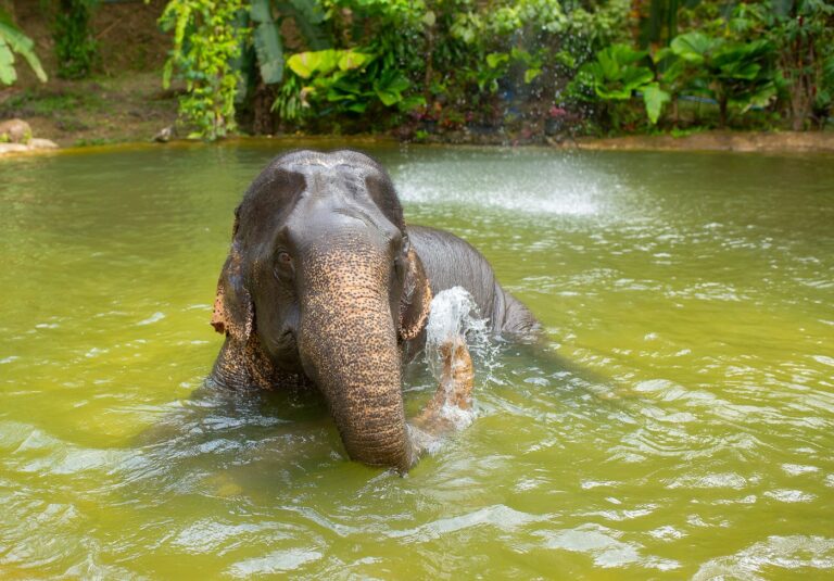 Turistát taposott halálra egy elefánt – ez már a harmadik haláleset, ami az állathoz köthető