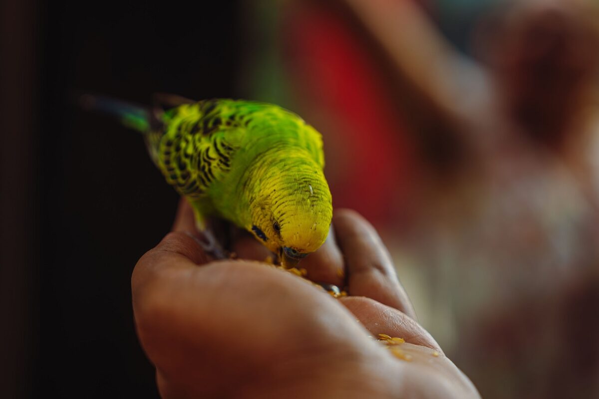 33 éves lett a világ legidősebb hullámos papagája