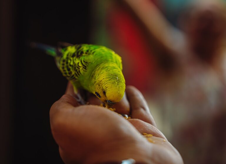 33 éves lett a világ legidősebb hullámos papagája