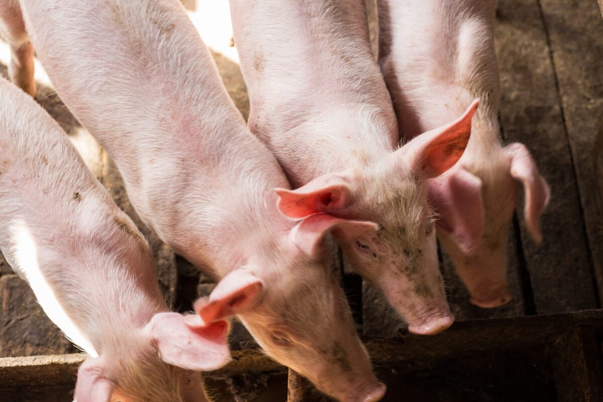 6 000 sertés pusztult el egy pusztító tűzben – óriási a kár