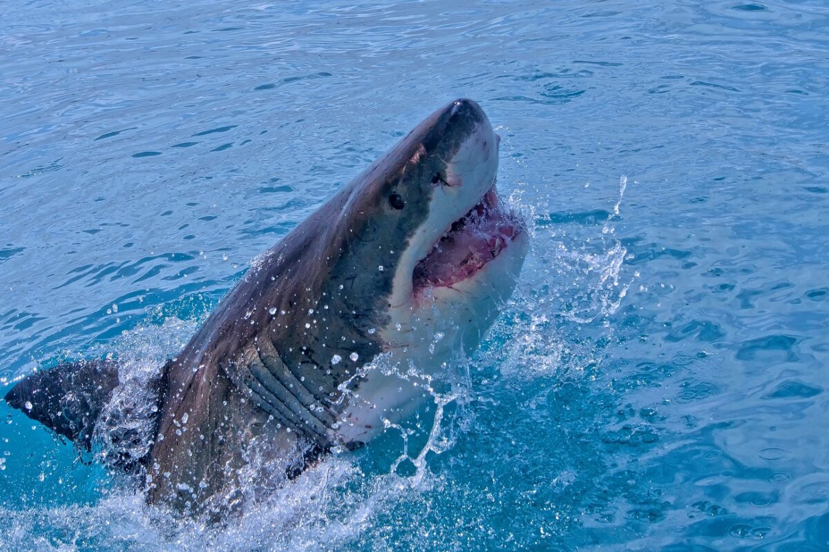18 hónappal a cápatámadás után visszatért a szörfözéshez – műlábbal hódítja újra a hullámokat