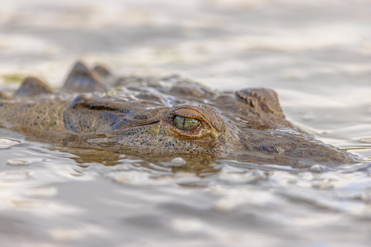Elefántok elől menekült, krokodil ölte meg