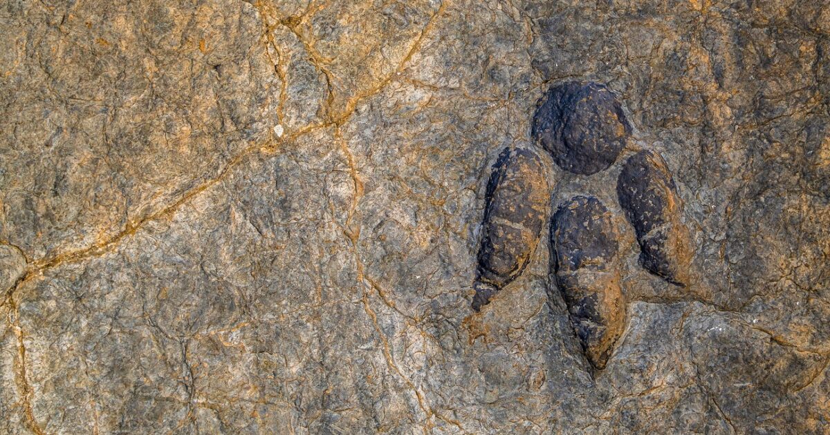 11 éves fiú talált 48 millió éves teknősfossziliát