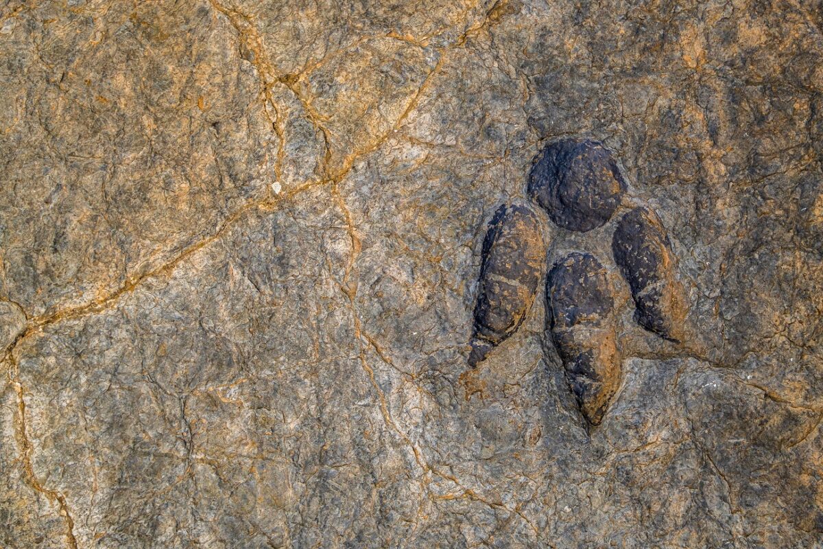 11 éves fiú talált 48 millió éves teknősfossziliát