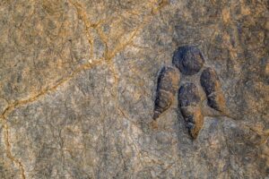 11 éves fiú talált 48 millió éves teknősfossziliát