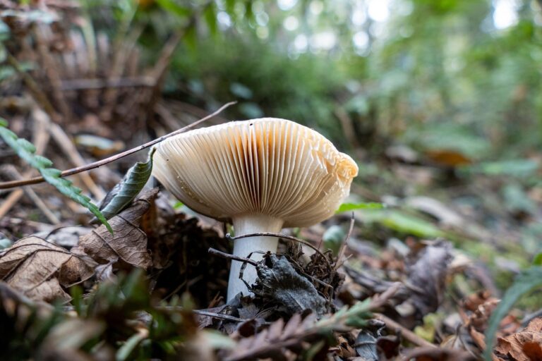 Halálos gombamérgezés történt – 4 személy nem élte túl