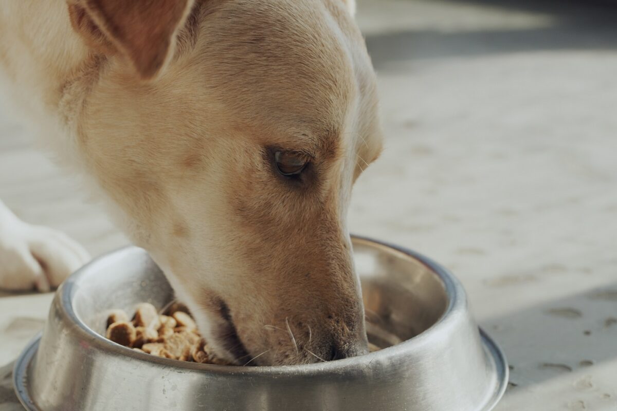 Egy 25 éves kutya, aki idős korára is más társain segít a menhelyen