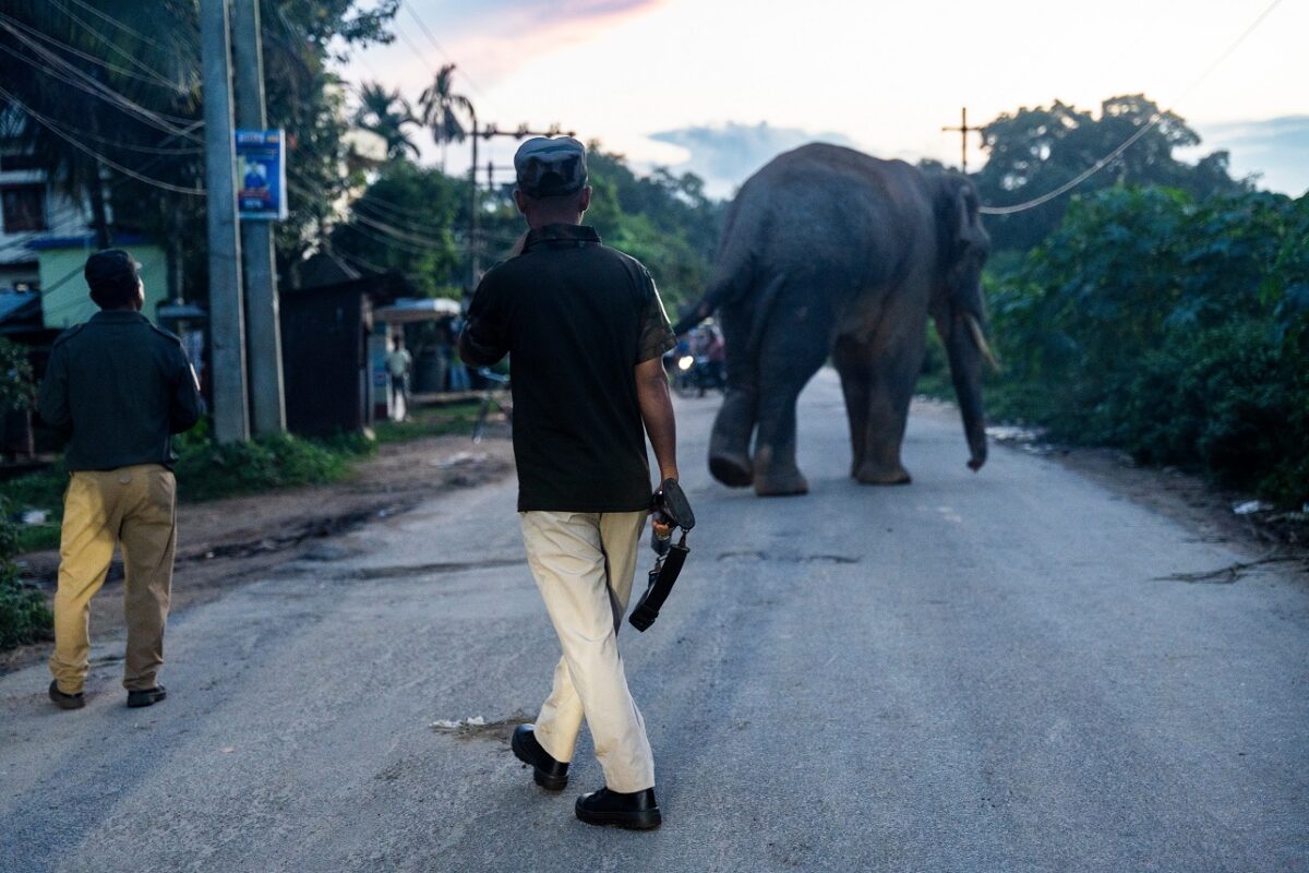 Példátlan elefánttámadás történt – egyszerre 6 ember vesztette életét