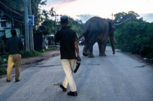 Példátlan elefánttámadás történt – egyszerre 6 ember vesztette életét